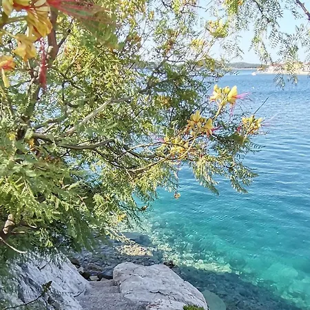 Mare *